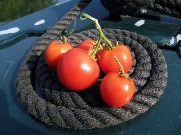 boat tomatoes
